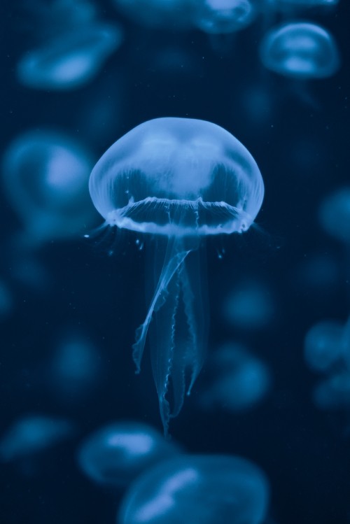 Image blue and white jellyfish illustration