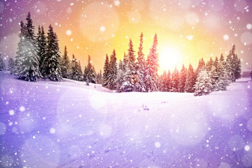 Image pine trees covered with snow during daytime