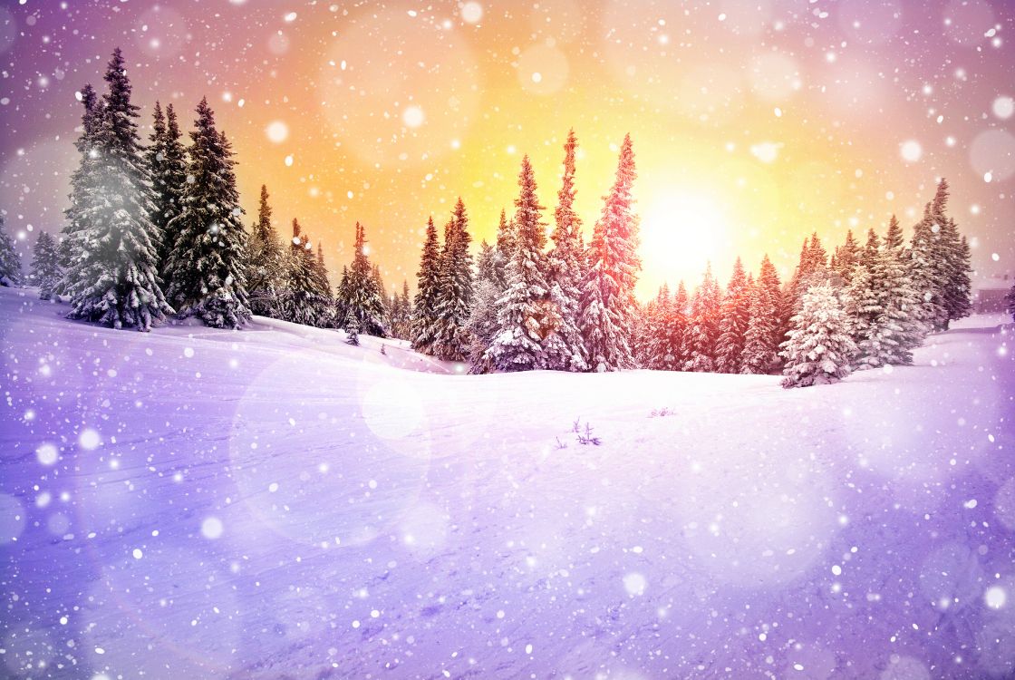 pine trees covered with snow during daytime