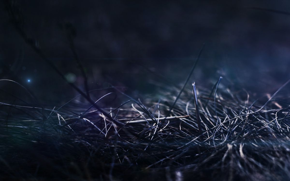 Herbe Verte en Photographie Rapprochée. Wallpaper in 2560x1600 Resolution