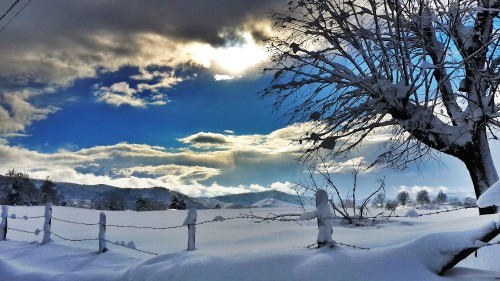 Image bare tree on snow covered ground under blue and white cloudy sky during daytime