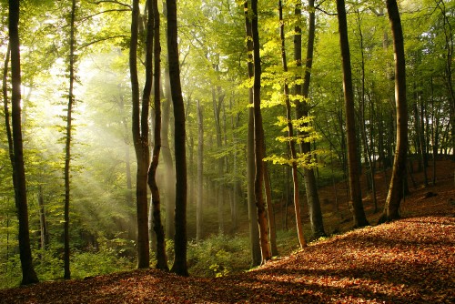 Image forest, tree, natural landscape, People in nature, nature