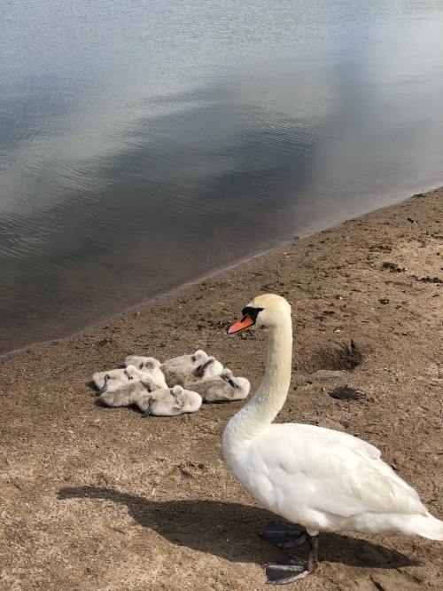 Image swan, birds, water bird, biology, science