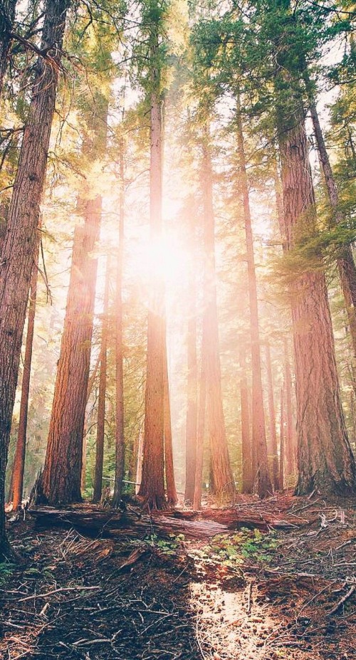 Image brown trees with sun rays