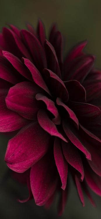 Fleur Shubh Sakal, Design Floral, Pétale, Pink, Magenta. Wallpaper in 1080x2340 Resolution