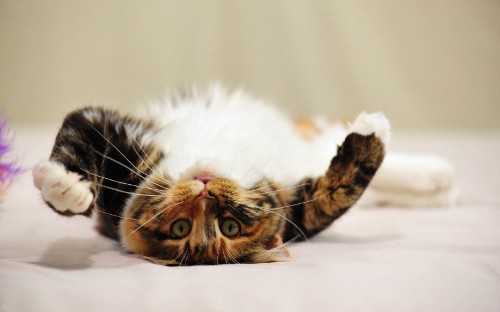 Image brown and white cat lying on white textile