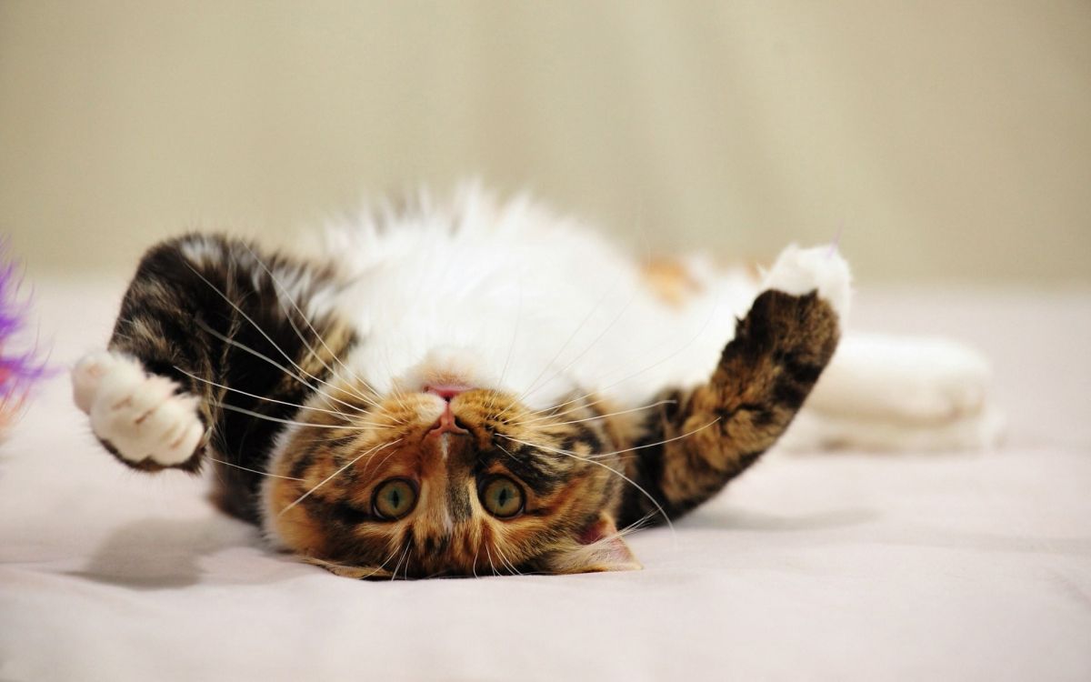 brown and white cat lying on white textile