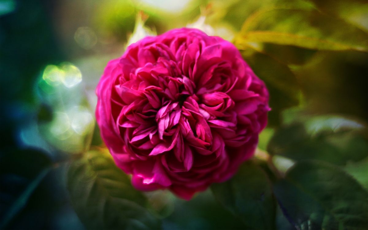 pink flower in tilt shift lens