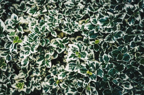 Image green and white plant leaves