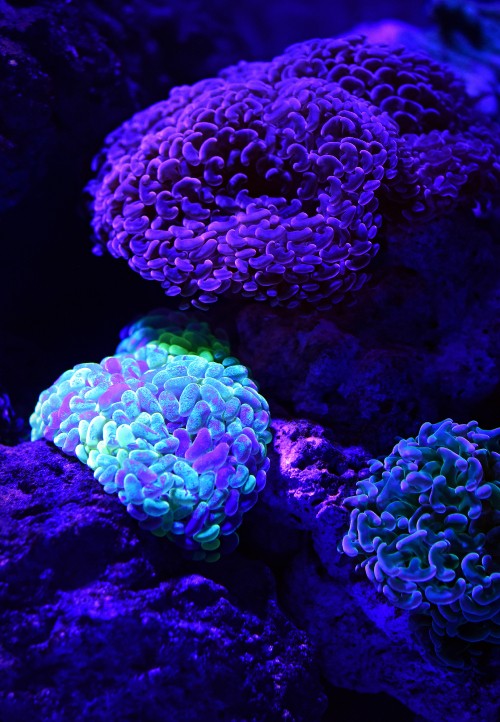 Image green and purple coral reef