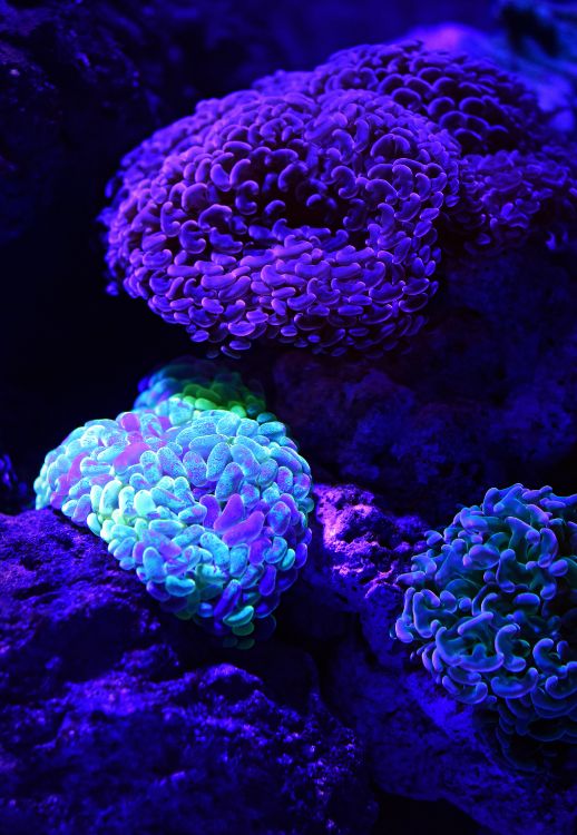 珊瑚礁, 石珊瑚, 珊瑚, 自然环境, 紫色的 壁纸 3621x5235 允许