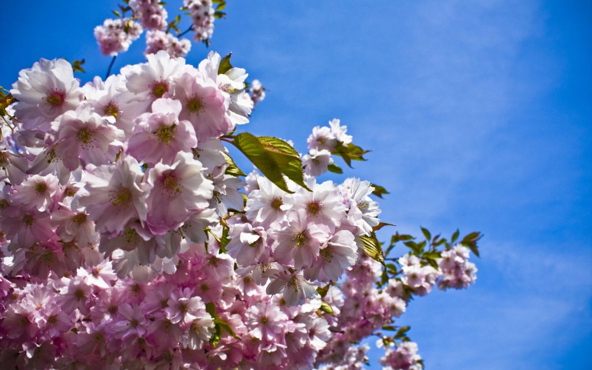 开花, 樱花, 弹簧, 粉红色, 小指 壁纸 2560x1600 允许