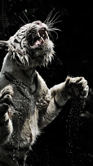 Image white and brown tiger on water