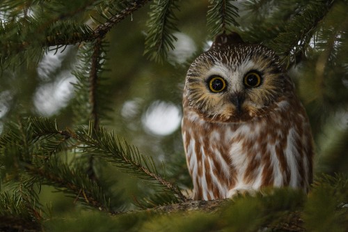 Image white and brown owl on tree branch