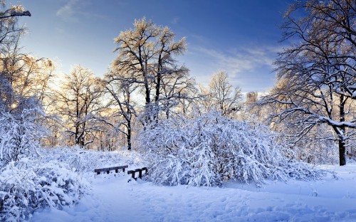 Image brown trees covered with snow during daytime