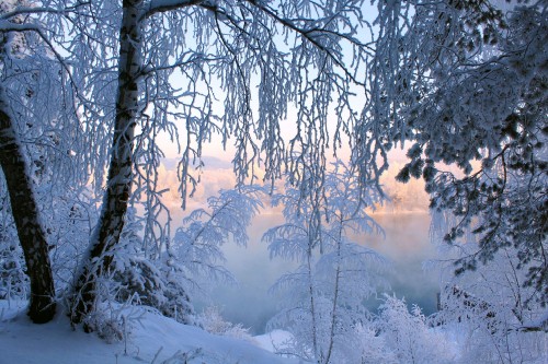 Image bare tree covered with snow during daytime