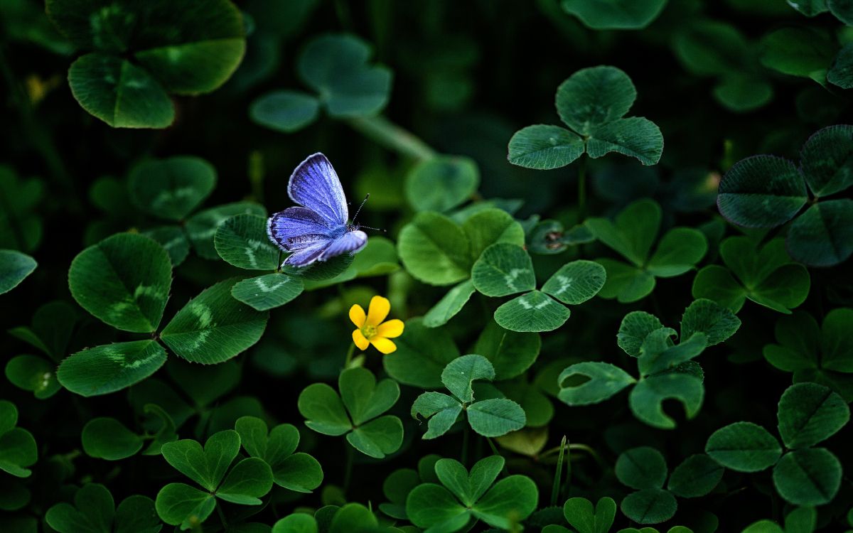 Papillon Bleu Perché Sur Une Fleur Jaune en Photographie Rapprochée Pendant la Journée. Wallpaper in 3840x2400 Resolution