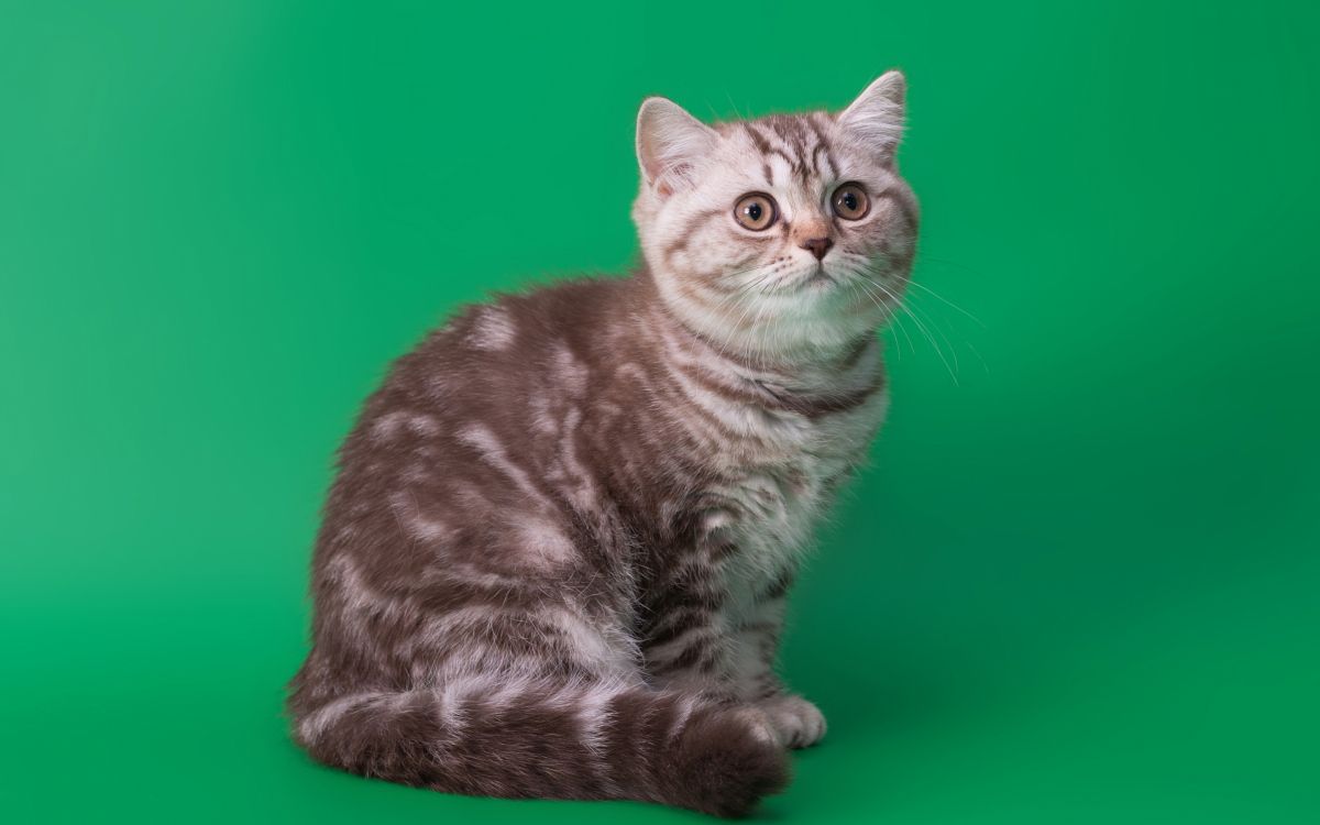 龙丽, 美国wirehair, 哺乳动物, 中小型猫, 脊椎动物 壁纸 2880x1800 允许