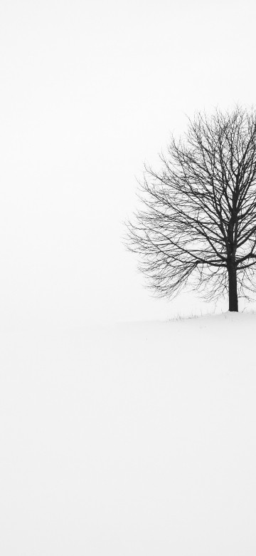 Image fabrice villard, plant, tree, natural landscape, twig