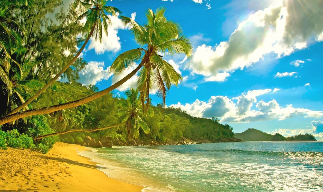 Cocotero en la Orilla de la Playa Durante el Día. Wallpaper in 2560x1526 Resolution