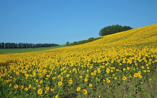 Image yellow flower field under blue sky during daytime