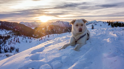 Image white and brown short coated dog on snow covered ground during daytime