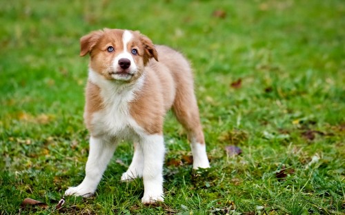 Image brown and white short coated dog on green grass during daytime