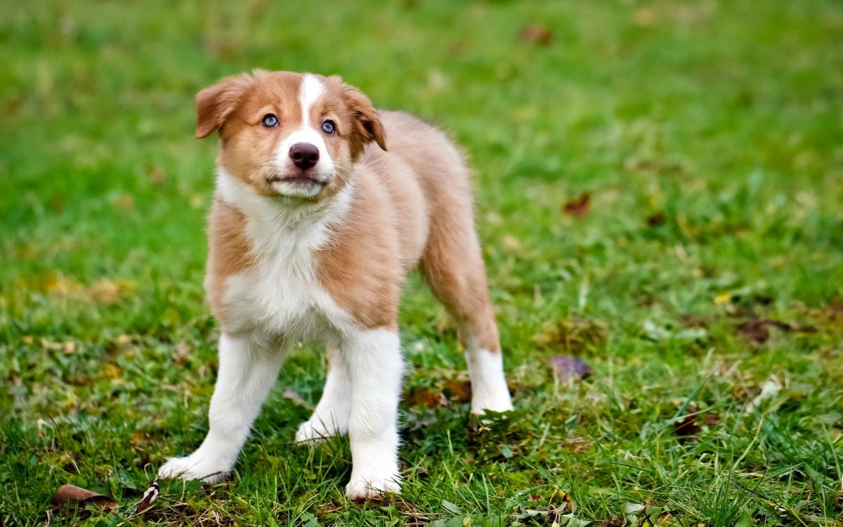 brown and white short coated dog on green grass during daytime