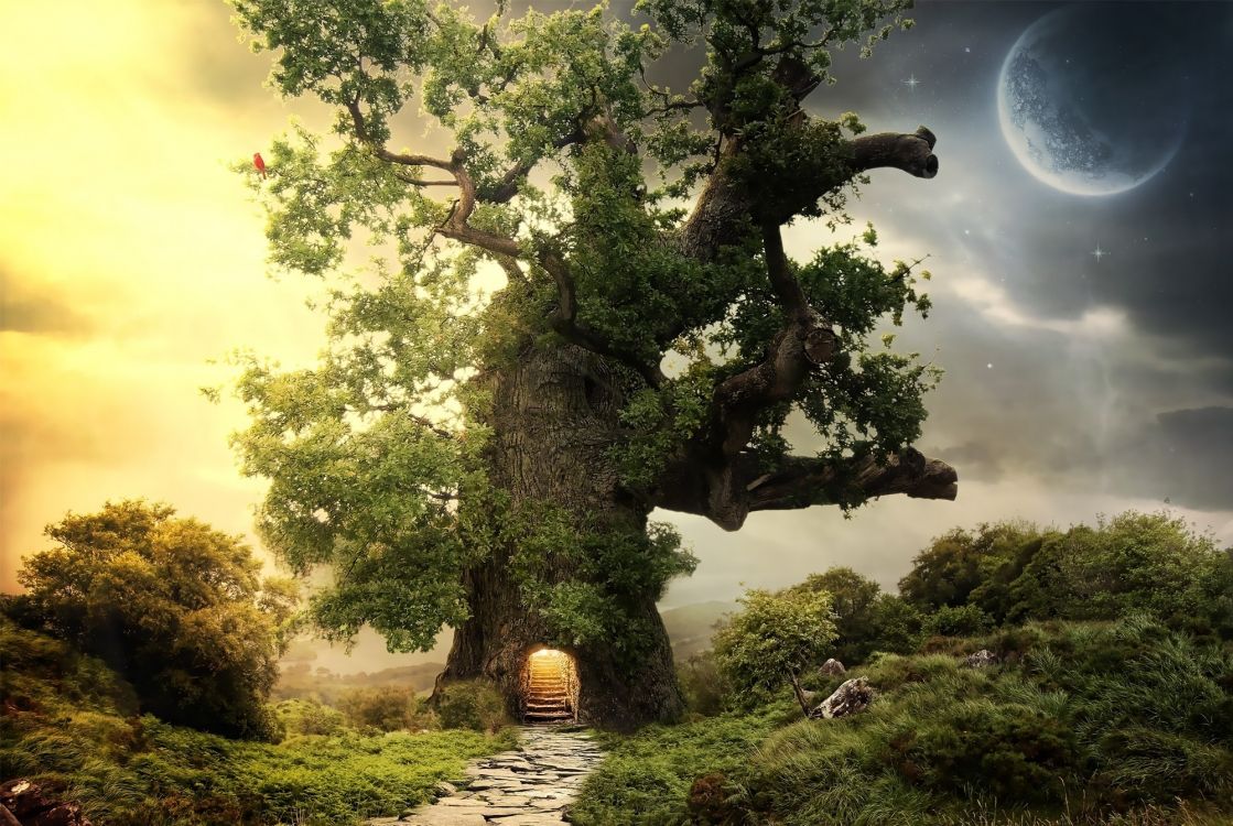 性质, 植被, 阳光, 幻想, 森林 壁纸 2000x1340 允许