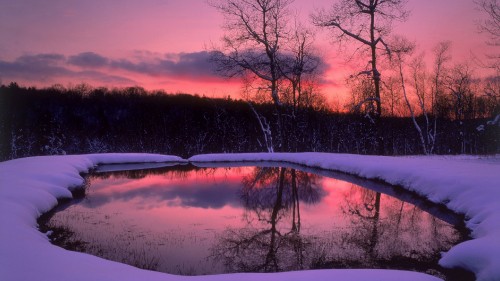 Image trees near river during sunset