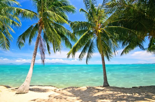 Image palm tree on beach shore during daytime