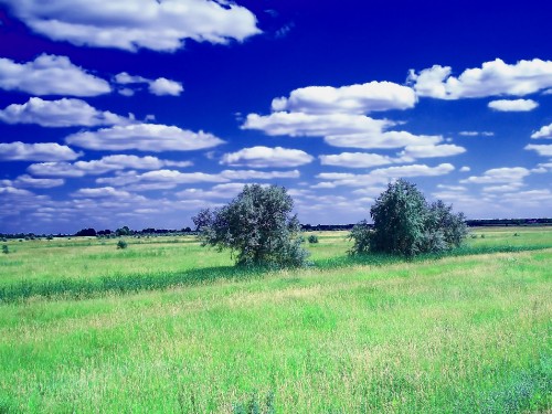 Image green grass field under blue sky and white clouds during daytime