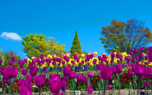 Image purple tulips near green trees under blue sky during daytime