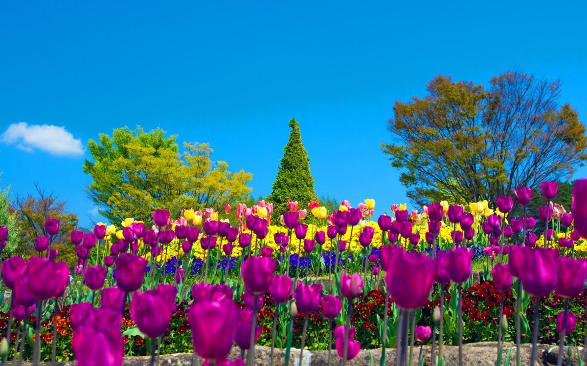 purple tulips near green trees under blue sky during daytime