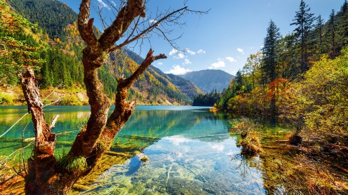 Image brown tree branch on water