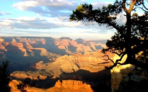 Image green tree on brown rocky mountain during daytime