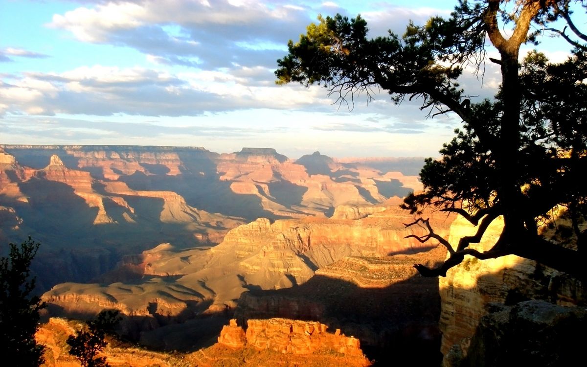 green tree on brown rocky mountain during daytime