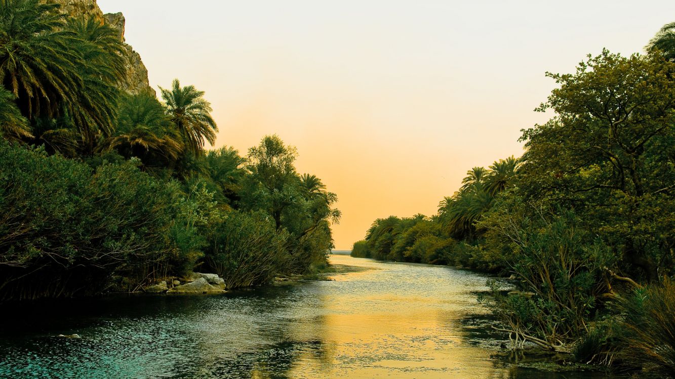 green trees near body of water during daytime