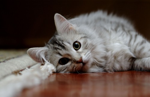 Image silver tabby cat lying on floor