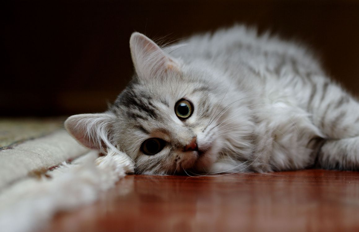 silver tabby cat lying on floor