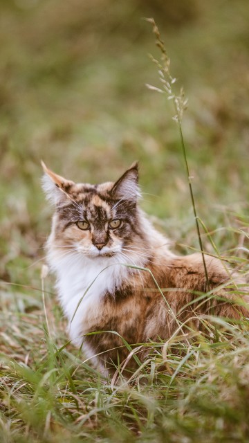 Image brown and white cat on green grass during daytime
