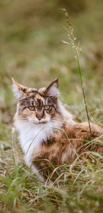 Image brown and white cat on green grass during daytime