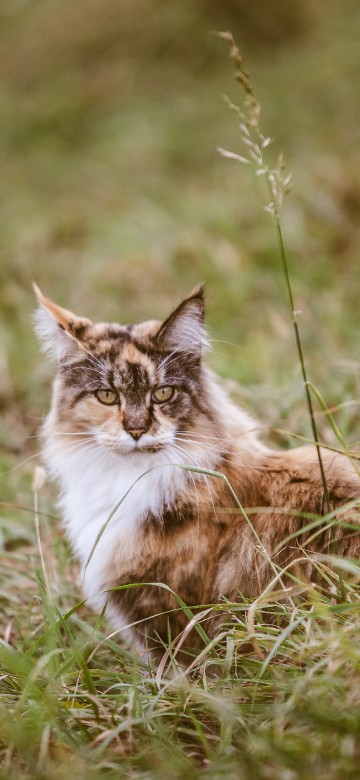 Image brown and white cat on green grass during daytime