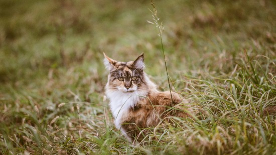 Image brown and white cat on green grass during daytime
