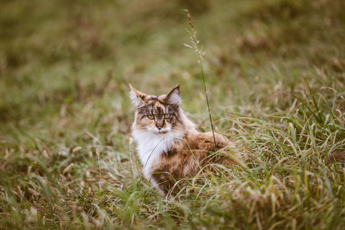 Brown and White Cat on Green Grass During Daytime. Wallpaper in 5616x3744 Resolution
