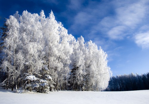 Image snow covered trees under blue sky during daytime