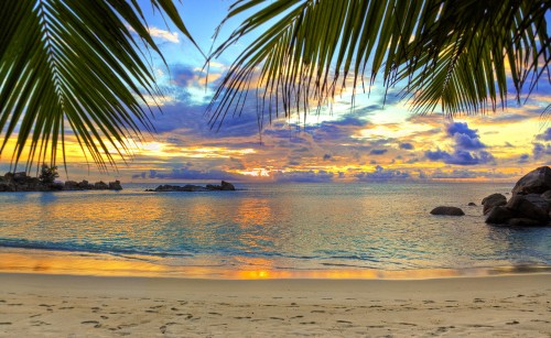 Image silhouette of palm tree near sea during sunset