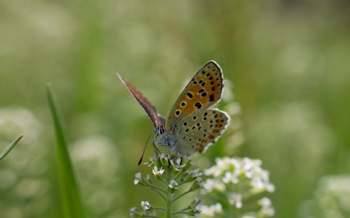 Image brown and white butterfly perched on white flower during daytime