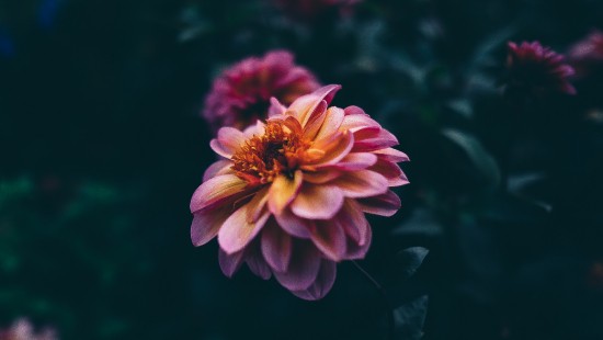 Image pink and yellow flower in tilt shift lens