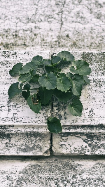 Image green plant on white concrete wall